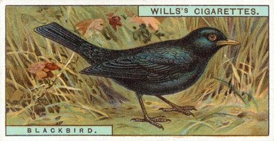 Feketerigó alkotó: English School