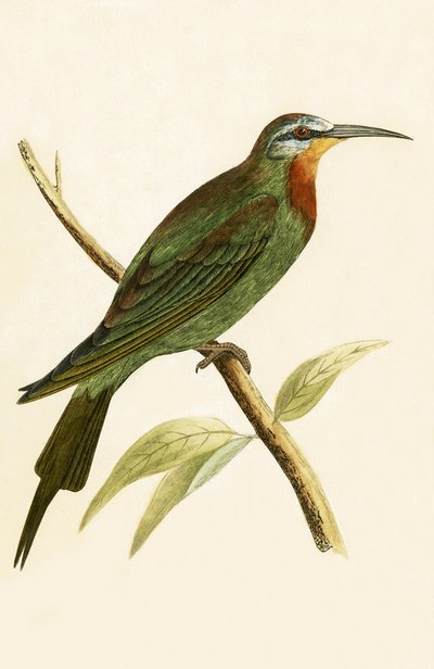 Blue Cheeked Bee Eater, illusztráció Charles Robert Bree (1811-86) „A British-szigeteken nem megfigyelt európai madarak története” című művéből, 1867-ben megjelent alkotó: English School