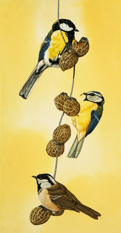 Blaumeisen fressen Nüsse von English School