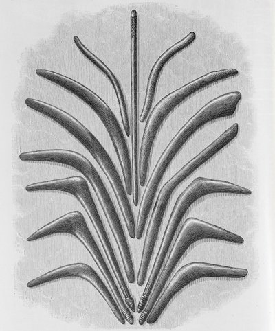 Bumeráng és bumeráng alakú ütők, Friedrich Ratzel professzor „The History of Mankind” 1. kötetéből, 1896 alkotó: English School