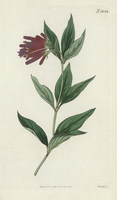 Botanikai metszet alkotó: English School