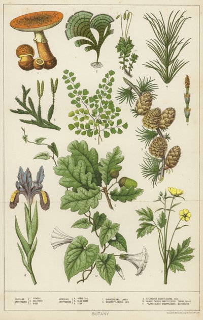 Növénytan alkotó: English School