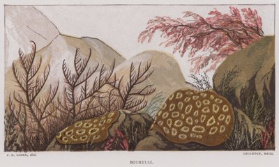 Botrylli (színes litó) alkotó: English School
