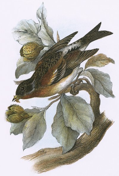 Brambling alkotó: English School