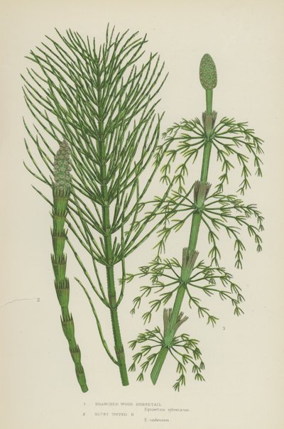 Elágazó fa zsurló, tompa tetejű zsurló (színes litho) alkotó: English School