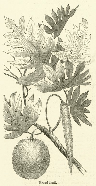 Kenyér-gyümölcs (metszet) alkotó: English School