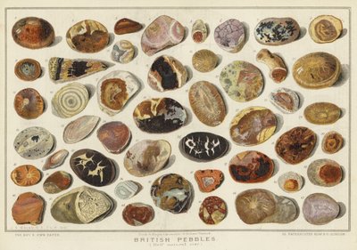 British Pebbles (chromolitho) alkotó: English School