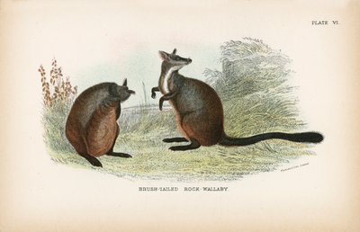 Brush-tailed Rock-Wallaby alkotó: English School