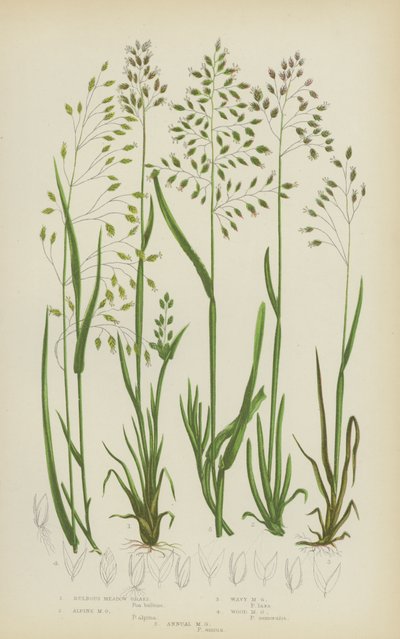 Hagymás réti fű, alpesi réti fű, hullámos réti fű, erdei réti fű, egynyári réti fű (színes réti fű) alkotó: English School