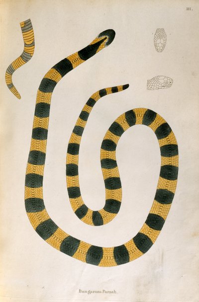 Bungarum Pamah Snake az An Account of Indian Serpents-ből, amelyet Patrick Russell gyűjtött a Coromandel-partról, London, 1796 alkotó: English School
