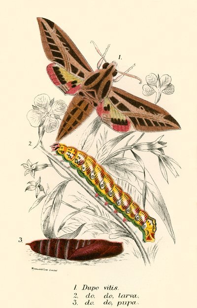 Schmetterlinge von English School