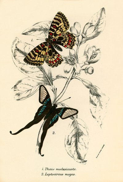 Pillangók alkotó: English School