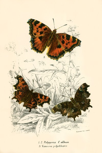 Pillangók alkotó: English School