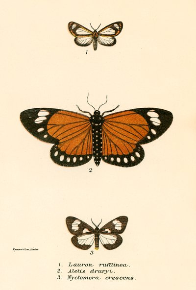 Pillangók alkotó: English School