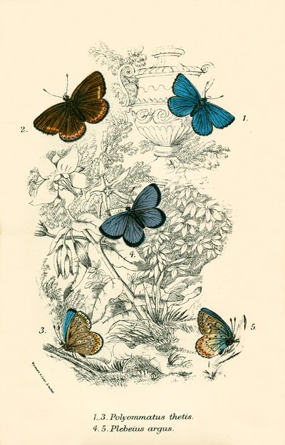 Pillangók alkotó: English School