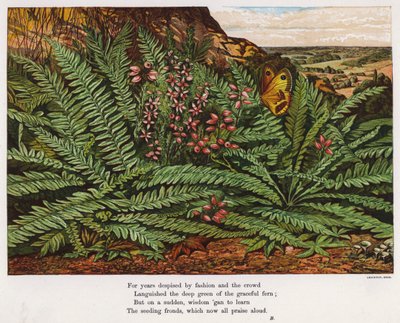 Pillangó és páfrányok (színes metszet) alkotó: English School