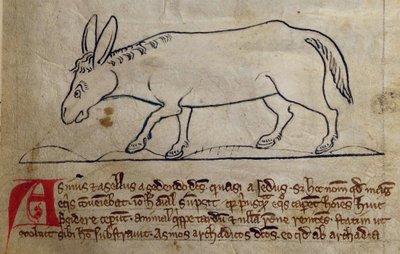 CCA-LitMs/D/10 fol. 10r Ass, a Bestiarytől alkotó: English School