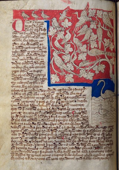 CCA-LitMs/D/10 fol. 12v Birds, a Bestiarytől alkotó: English School