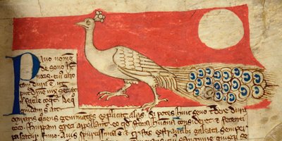 CCA-LitMs/D/10 fol. 22r Peacock, a Bestiáriumból alkotó: English School