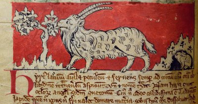 CCA-LitMs/D/10 fol. 8v Kecske, Bestiary alkotó: English School