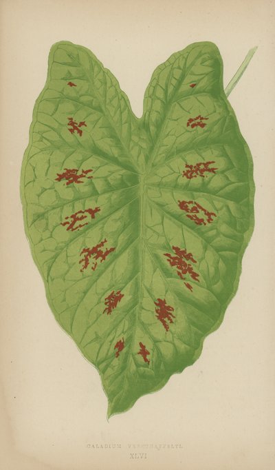 Caladium Verschaffelti alkotó: English School