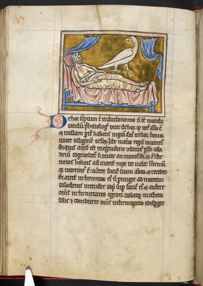 Caladrius madár - Bestiárium, Royal MS 12 C XIX, f.47v alkotó: English School