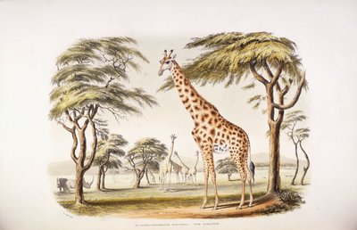Camelopardalis Giraffa alkotó: English School