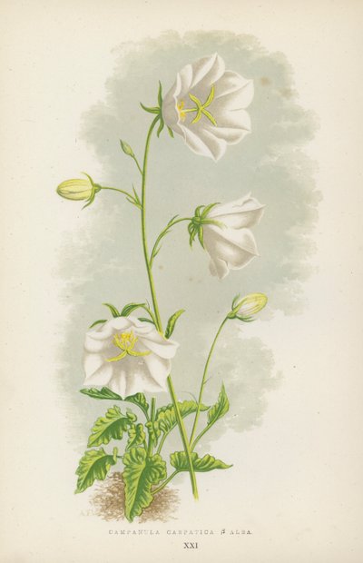 Campanula Carpatica B Alba (színes litho) alkotó: English School