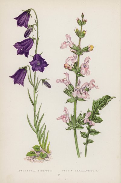 Campanula Linifolia; Salvia Taraxacifolia (színes litho) alkotó: English School