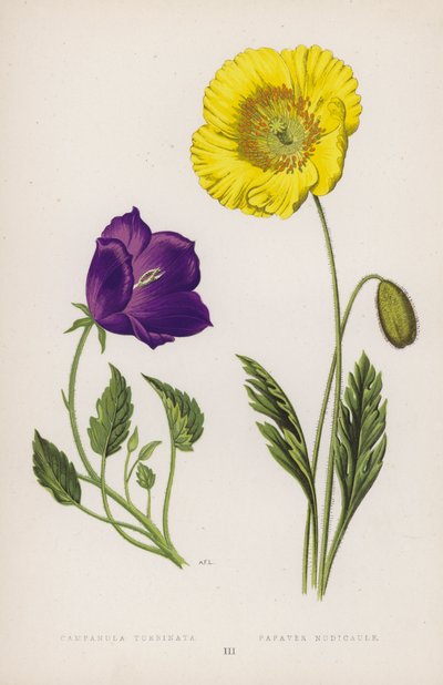 Campanula Turbinata; Papaver Nudicaule (színes litó) alkotó: English School
