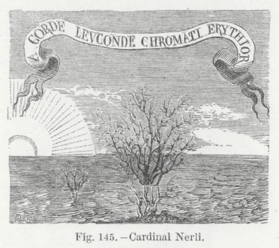 Kardinal Nerli (Gravur) von English School