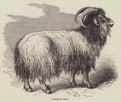 Kasmír kecske (metszet) alkotó: English School