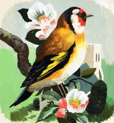 Chaffinch (gouache, papír) alkotó: English School