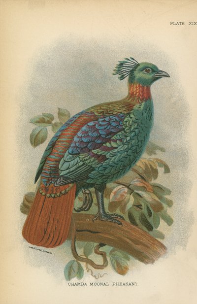 Chamba holdfácán alkotó: English School