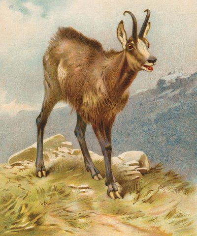 Chamois (színes litográfia) alkotó: English School