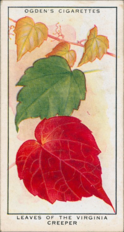 Változó színek, évszakváltás, növények, A virginiai kúszónövény levelei (színes litográfia) alkotó: English School
