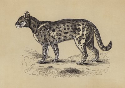 Chati (színes litográfia) alkotó: English School