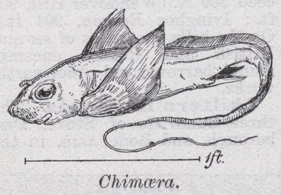 Chimaera (tagok) alkotó: English School