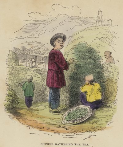 Kínai összegyűjti a teát (színes metszet) alkotó: English School