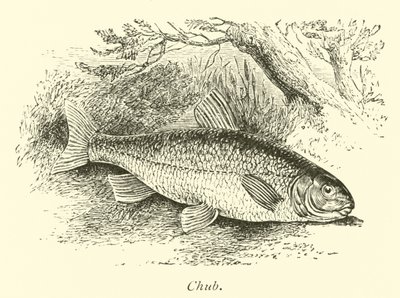 Chub alkotó: English School
