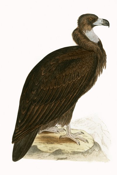 Cinereous Vulture, illusztráció Charles Robert Bree (1811-86) "Európa madarainak története, amelyeket nem figyeltek meg a Brit-szigeteken" című művéből, 1867-ben (színes litó) alkotó: English School