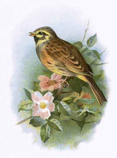 Cirl Bunting alkotó: English School