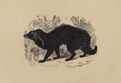 Civet (színes litográfia) alkotó: English School