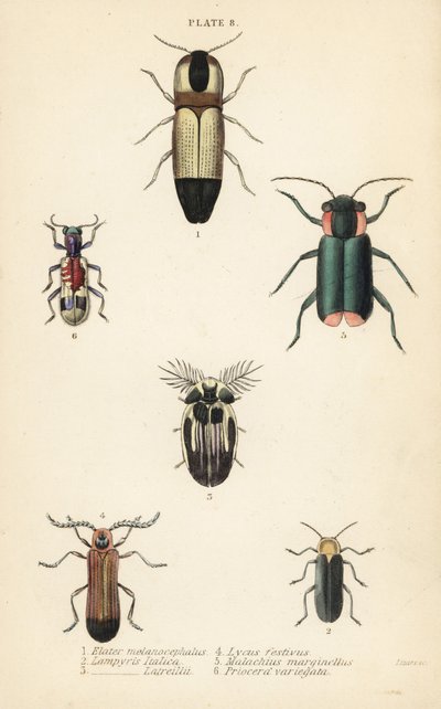 Klikkbogarak: Melanoxanthus melanocephalus 1, Lucola italica 2, Lampyris latreillii 3, Lycus festivus 4, lágyszárnyú virágbogár, Clanoptilus marginellus 5 és Priocera variegatus 6 alkotó: English School