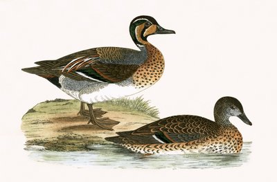 Clucking Teal, Charles Robert Bree (1811-86) 1867-ben megjelent „A History of the Birds of the Birds of Europe Not Observed in the British Isles” című illusztrációja. alkotó: English School