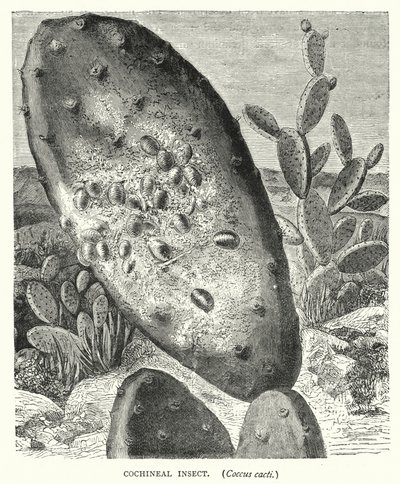 Cochineal rovar, Coccus kaktuszok (metszet) alkotó: English School