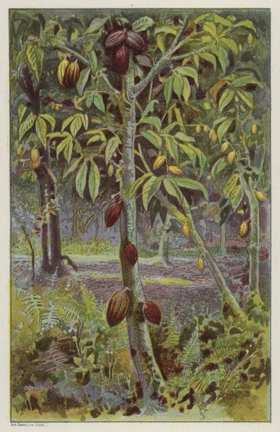 Kakaóültetvény, Trinidad (chromolitho) alkotó: English School