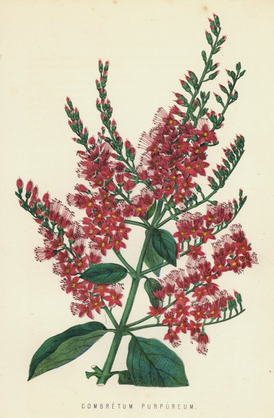 Combretum Purpureum alkotó: English School