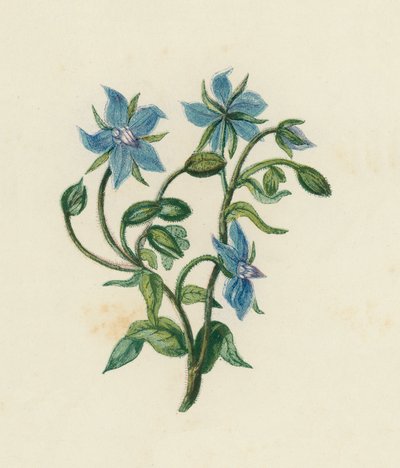 Borágó, Borago Officinalis (színes litho) alkotó: English School