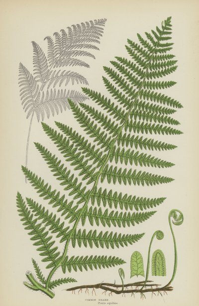 Közös fék (színes litó) alkotó: English School